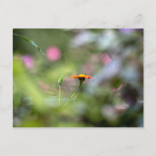 Carte Postale Tithonia Dans Le Jardin