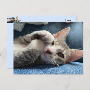 Carte Postale Tito Bandito Le Chaton Cutest / Chat