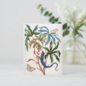 Carte Postale titre inconnu de Maria Sibylla Merian (Debout devant)