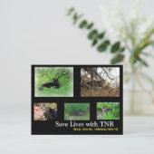 Carte postale TNR de chat harets (Debout devant)