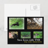 Carte postale TNR de chat harets (Devant / Derrière)