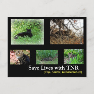 Carte postale TNR de chat harets