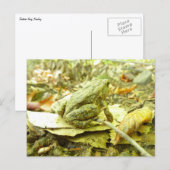 Carte Postale Toad de forêt (Devant / Derrière)