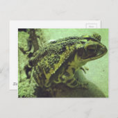 Carte Postale Toad de la côte du Golfe (Devant / Derrière)