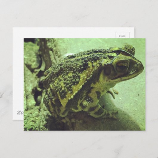 Carte Postale Toad de la côte du Golfe (Devant / Derrière)