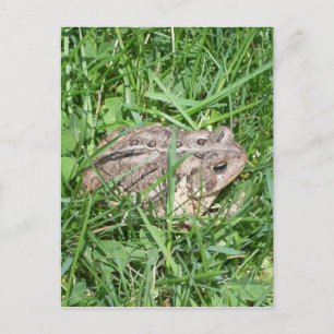 Carte Postale Toad in the Grass