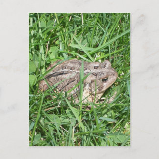 Carte Postale Toad in the Grass