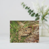 Carte Postale Toad in the Grass (Debout devant)