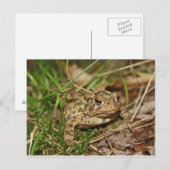 Carte Postale Toad in the Grass (Devant / Derrière)