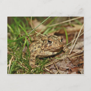Carte Postale Toad in the Grass