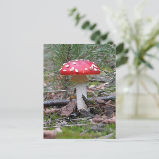 Carte Postale Toadstool Champhroom (Debout devant)