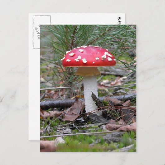 Carte Postale Toadstool Champhroom (Devant / Derrière)