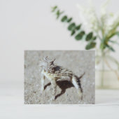 Carte Postale Toc à cornes (Debout devant)