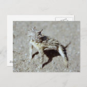 Carte Postale Toc à cornes (Devant / Derrière)