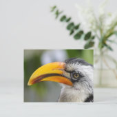 Carte Postale Tockus leucomelas (Debout devant)
