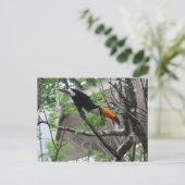 Carte Postale Toco Toucan # 4 (Debout devant)