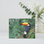 CARTE POSTALE TOCO TOUCAN PHOTO COULEUR COMPLÈTE (Debout devant)