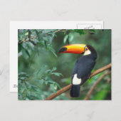 CARTE POSTALE TOCO TOUCAN PHOTO COULEUR COMPLÈTE (Devant / Derrière)