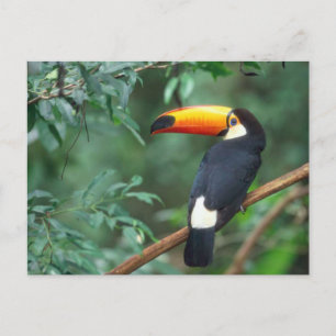 CARTE POSTALE TOCO TOUCAN PHOTO COULEUR COMPLÈTE
