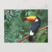 CARTE POSTALE TOCO TOUCAN PHOTO COULEUR COMPLÈTE (Devant)