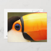 Carte Postale Toco Toucan (Ramphastos toco) est le plus grand (Devant / Derrière)
