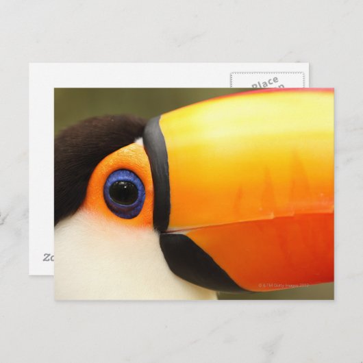 Carte Postale Toco Toucan (Ramphastos toco) est le plus grand (Devant / Derrière)