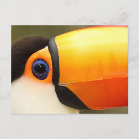 Carte Postale Toco Toucan (Ramphastos toco) est le plus grand (Devant)