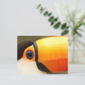 Carte Postale Toco Toucan (Ramphastos toco) est le plus grand (Debout devant)