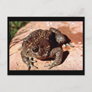Carte Postale Toe de bois