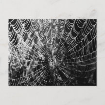 Toile d'araignée