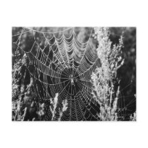 Toile d'araignée