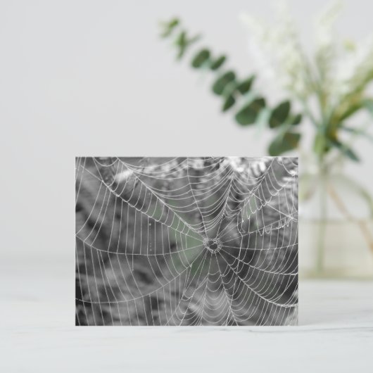 CARTE POSTALE TOILE D'ARAIGNÉES (Debout devant)