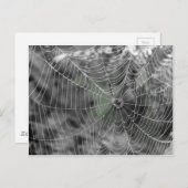 CARTE POSTALE TOILE D'ARAIGNÉES (Devant / Derrière)