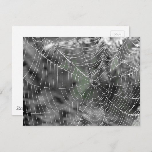 CARTE POSTALE TOILE D'ARAIGNÉES (Devant / Derrière)