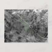 CARTE POSTALE TOILE D'ARAIGNÉES (Devant)