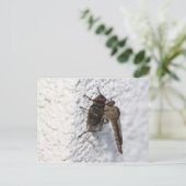 Carte Postale Tolmerus atricapillus (Debout devant)