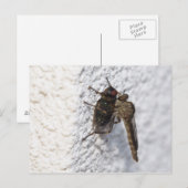 Carte Postale Tolmerus atricapillus (Devant / Derrière)