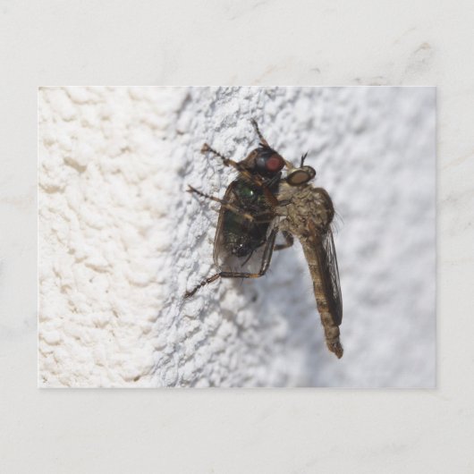 Carte Postale Tolmerus atricapillus (Devant)