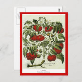 Carte Postale Tomate (Devant / Derrière)