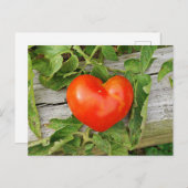 Carte Postale Tomate en forme de coeur (Devant / Derrière)