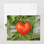 Carte Postale Tomate en forme de cœur (Devant / Derrière)