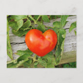 Carte Postale Tomate en forme de cœur (Devant)