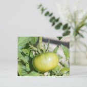 Carte Postale Tomate mûrissant dans un verger (Debout devant)