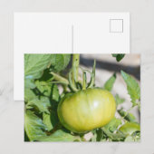 Carte Postale Tomate mûrissant dans un verger (Devant / Derrière)