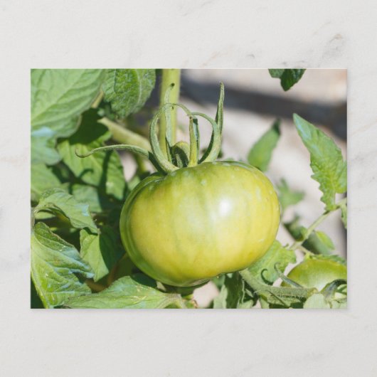 Carte Postale Tomate mûrissant dans un verger (Devant)
