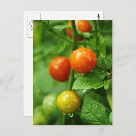 Carte postale Tomate Ripende Vin (Devant / Derrière)