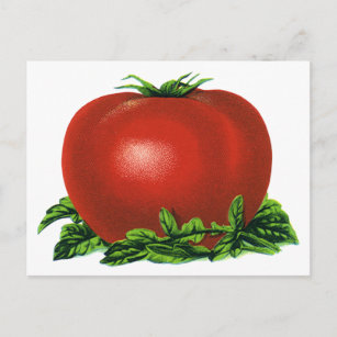 Carte Postale Tomate rouge vintage, légumes et fruits