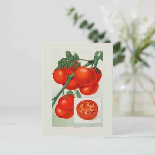 Carte Postale Tomates (Debout devant)