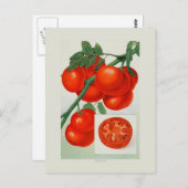 Carte Postale Tomates (Devant / Derrière)