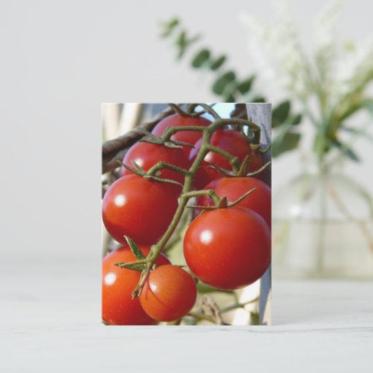 Carte postale Tomates (Debout devant)